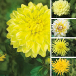 Load image into Gallery viewer, Dahlia “Shades of Yellow” Bulbs (5) – 100 Days to Bloom