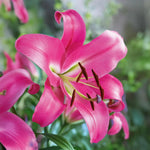 Load image into Gallery viewer, Bulbi di Lilium OT Robina (1)