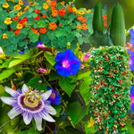 Load image into Gallery viewer, CLIMBING PLANTS SEED KIT | 5 Seed Packets | Climbing Nasturtium Mix | Climbing Strawberry | Passion Flower (Passiflora) | Luffa | Morning Glory “Blue Morning”