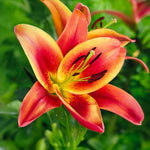 Carica l'immagine nel visualizzatore Galleria, Lilium OT MONTEGO BAY (3 Bulbi)