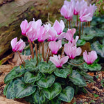 Carica l'immagine nel visualizzatore Galleria, Cyclamen hederifolium (2 Bulbi)
