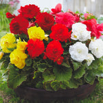 Load image into Gallery viewer, BEGONIA Double Mix bulbs (5)
