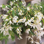 Carica l'immagine nel visualizzatore Galleria, Begonia BOLIVIENSIS WHITE TINKLE TREE (1 Bulbo)