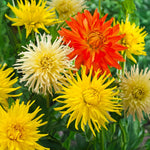 Load image into Gallery viewer, Cactus Dahlia Mix – Orange, Yellow & White Bulbs (3)