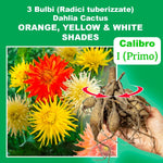 Load image into Gallery viewer, Cactus Dahlia Mix – Orange, Yellow & White Bulbs (3)