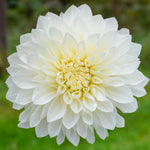 Load image into Gallery viewer, Dahlia “Shades of White” Bulbs (5) – 100 Days to Bloom