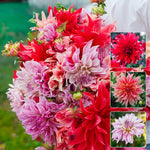 Load image into Gallery viewer, Labyrinth Bouquet Collection Dahlia Bulbs (3) – up to 100 cm