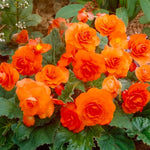 Load image into Gallery viewer, Orange Double Begonia Bulbs (3)