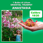 Load image into Gallery viewer, Bulbi di Lilium OT ANASTASIA (1)