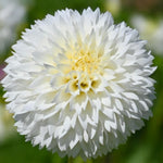 Load image into Gallery viewer, Bouquet Dahlia “Fubuki Red Shades” Bulbs (4)