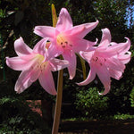 Carica l'immagine nel visualizzatore Galleria, Amaryllis belladonna (1 Bulbo)
