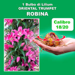 Load image into Gallery viewer, Bulbi di Lilium OT Robina (1)