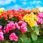 Load image into Gallery viewer, BEGONIA Double Mix bulbs (5)