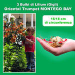 Carica l'immagine nel visualizzatore Galleria, Lilium OT MONTEGO BAY (3 Bulbi)