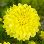Load image into Gallery viewer, Dahlia “Shades of Yellow” Bulbs (5) – 100 Days to Bloom