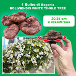 Carica l'immagine nel visualizzatore Galleria, Begonia BOLIVIENSIS WHITE TINKLE TREE (1 Bulbo)