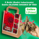 Load image into Gallery viewer, Dahlia “Shades of Red” Bulbs (5) – 100 Days to Bloom