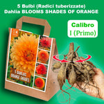Load image into Gallery viewer, Dahlia “Shades of Orange” Bulbs (5) – 100 Days to Bloom