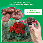 Load image into Gallery viewer, Dark Red Double Begonia Bulbs (3)