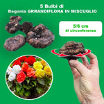 Load image into Gallery viewer, BEGONIA Double Mix bulbs (5)