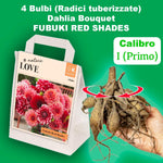 Load image into Gallery viewer, Bouquet Dahlia “Fubuki Red Shades” Bulbs (4)