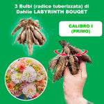 Load image into Gallery viewer, Labyrinth Bouquet Collection Dahlia Bulbs (3) – up to 100 cm