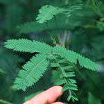 Load image into Gallery viewer, “CURIOUS PLANTS” SEED KIT | 5 Seed Packets | Chinese Lantern (Alchechengi) | Lemongrass | Cotton | Cucamelon | Mimosa pudica