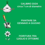 Carica l'immagine nel visualizzatore Galleria, Begonia BOLIVIENSIS WHITE TINKLE TREE (1 Bulbo)