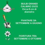 Carica l'immagine nel visualizzatore Galleria, Cyclamen hederifolium (2 Bulbi)