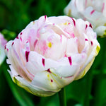 Load image into Gallery viewer, Tulip 'Danceline' (Double Late) - 6 Bulbs