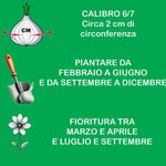 Load image into Gallery viewer, Ranunculus (Buttercups), RED - 10 Bulbs