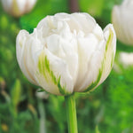 Load image into Gallery viewer, Tulip 'Mount Tacoma' (Double Late) - 8 Bulbs