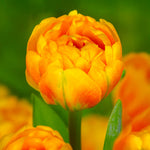 Load image into Gallery viewer, Tulip 'Sunlover' (Double Late) - 8 Bulbs