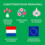 Load image into Gallery viewer, Crocus tommasinianus 'Hummingbird' - 15 Bulbs