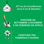 Load image into Gallery viewer, Anemone blanda 'Charmer' - 10 Bulbs