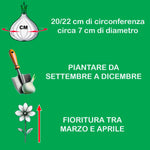 Load image into Gallery viewer, Lilium candidum - 1 Bulb