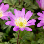 Load image into Gallery viewer, Anemone blanda 'Charmer' - 10 Bulbs