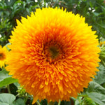 Load image into Gallery viewer, SUNFLOWER SEED KIT | 5 Seed Packets | Abend Sonne | Dwarf Big Smile | Bronze King | Full Sun | Double Dwarf Ornamental