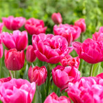 Load image into Gallery viewer, Tulip 'Sunset Tropical' (Double Early) - 8 Bulbs