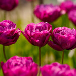Load image into Gallery viewer, Tulip 'Royal Acres' (Double Early) - 8 Bulbs