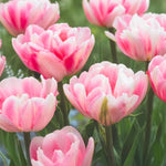 Load image into Gallery viewer, Tulip 'Foxtrot' (Double Early) - 8 Bulbs