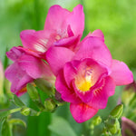 Load image into Gallery viewer, Freesia Double, PINK - 10 Bulbs