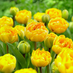 Load image into Gallery viewer, Tulip 'Yellow Pompenette' (Double Late) - 8 Bulbs