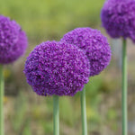 Load image into Gallery viewer, Allium giganteum ‘Ambassador’ - 1 Bulb