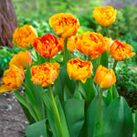Load image into Gallery viewer, Tulip 'Sunlover' (Double Late) - 8 Bulbs