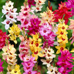 Load image into Gallery viewer, Ixia mix - 20 Bulbs