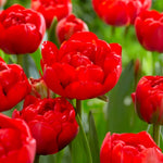 Load image into Gallery viewer, Tulip 'Salcido' (Double Late) - 8 Bulbs