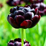 Load image into Gallery viewer, Tulip 'Black Hero' (Double Late) - 8 Bulbs