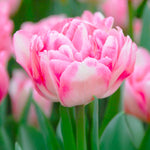 Load image into Gallery viewer, Tulip 'Foxtrot' (Double Early) - 8 Bulbs