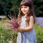 Load image into Gallery viewer, Allium ‘Schubertii’ - 4 Bulbs